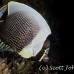 butterflyfish_reticulated_tt_kad_h_0017_fij0597.jpg